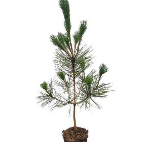 油松和黑松哪个价位高 油松和黑松的区别是什么