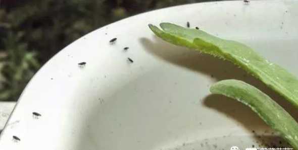 花里面起飞虫怎么处理 家里养花,生了许多小飞虫,怎么才能消除