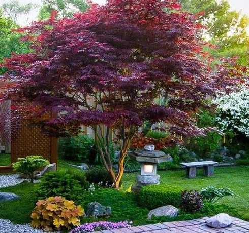 庭院红枫在栽哪个方位 庭院种红枫好吗,适合栽在庭院什么位置