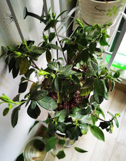 栀子花叶为什么垂下来 栀子花叶子发软下垂怎么回事