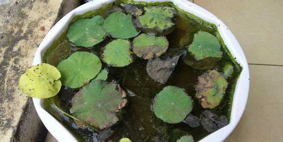莲花的叶子为什么发黄 水莲花叶子发黄怎么办