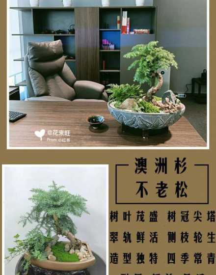 澳洲杉怎么让主干变粗 澳洲杉的盆景怎么养,五个要点手把手教你如何养护