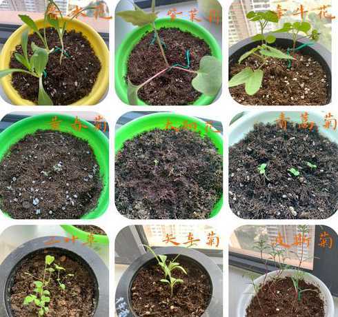 花种子刚发芽怎么移栽 君子兰种子发芽了怎么移栽