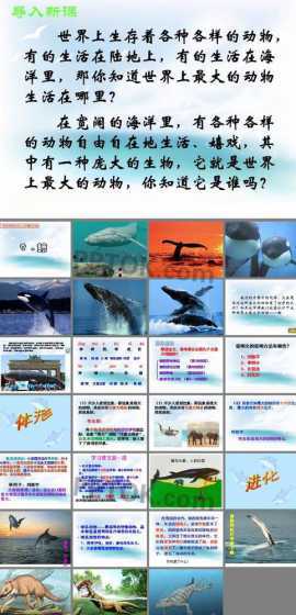 养鲸鱼的什么注意事项 鲸鱼怎么养我家有个游泳池