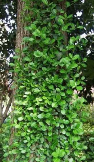 扶芳藤是一种什么植物 扶芳藤与大叶黄杨的区别是什么