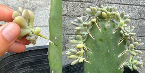 多肉什么品种可以嫁接 哪些多肉植物可以进行嫁接