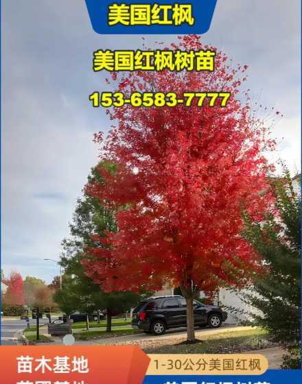 哪里有美国红枫小树苗 树苗发黄是什么原因