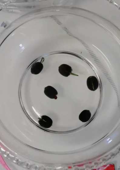 碗莲种子什么样有多大 只种一颗碗莲,需要多大的盆