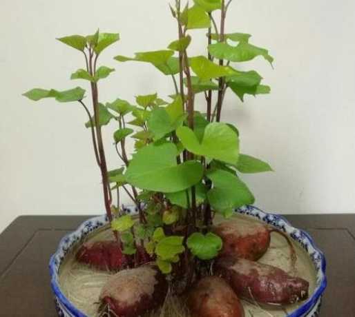 地瓜盆景在土里怎么养 水养红薯怎么养