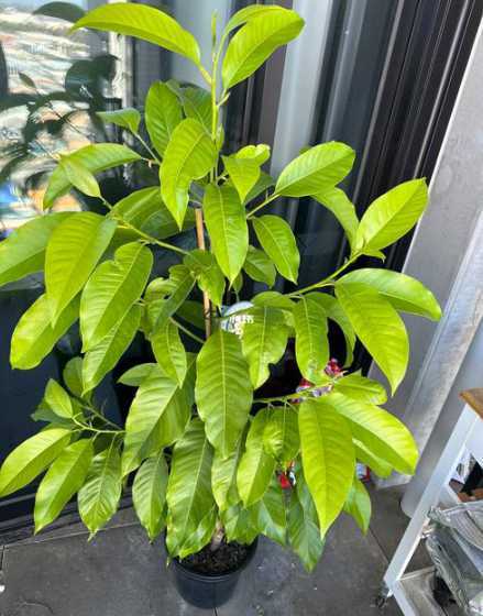 白兰花为什么不好养活 家里为什么不能养白兰花
