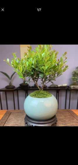 室内无光照养什么植物 不通风没阳光的室内应该养什么植物