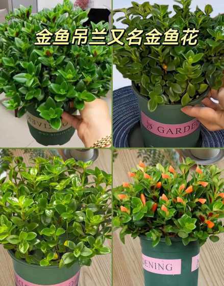 金鱼吊兰用什么土较好 金鱼和吊兰是水养好还是土养好