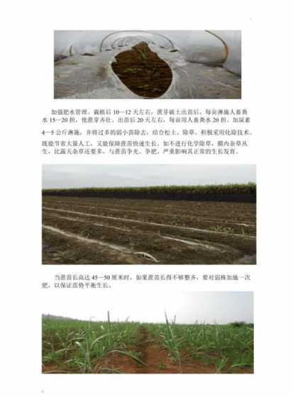 冬天甘蔗怎么种植技术 冬天种植甘蔗怎么保暖 甘蔗越冬防冻措施