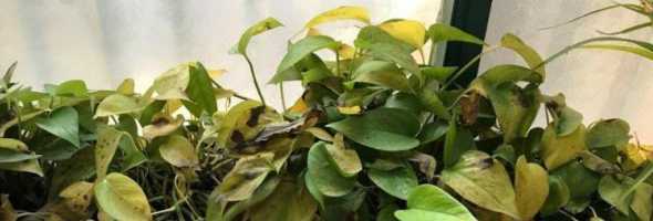 植物叶子脆是什么原因 植物掉叶子是什么原因