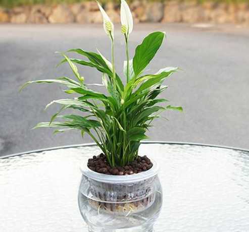 水培白掌根部怎么修剪 盆栽白掌怎么修剪