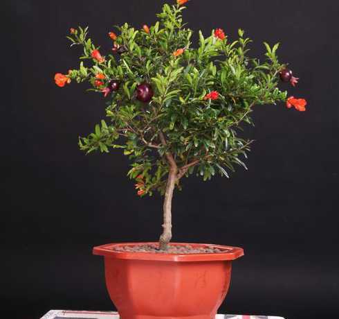 石榴花家养什么品种好 石榴花适合在室内养吗