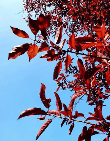 紫叶李什么时候栽植好 红叶李树什么时候移栽好(移栽红叶李树的注意事项)