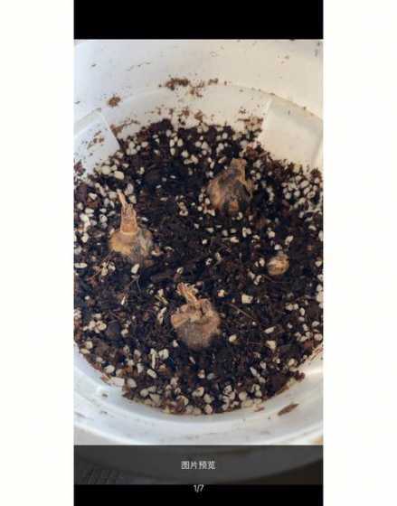 为什么种的植物不发芽 为什么自己种的种子不发芽