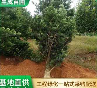 罗汉松地径多少钱一棵 15公分罗汉松价格多少钱一棵