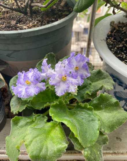 非洲堇紫罗兰怎么移栽 非洲堇和紫罗兰的区别