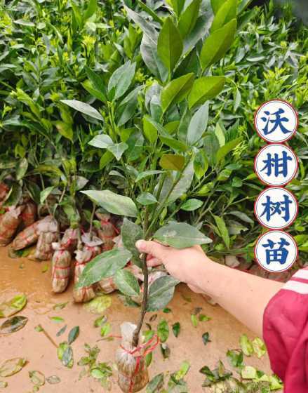 沃柑苗一般多少钱一棵 沃柑苗哪里品种最好