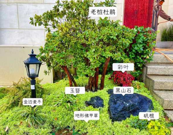 私家庭院植物如何配置 想要庭院不单调,庭院植物要怎样按层次配置比较好