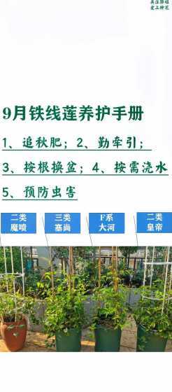 铁线莲怎么才能养得好 铁线莲怎么养长得快好(铁线莲的养殖方法讲解)