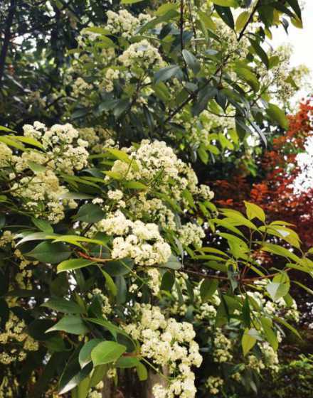 石楠哪个品种生长的快 石楠花有什么品种