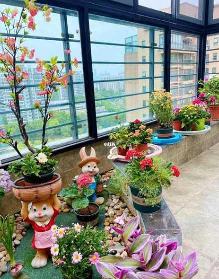 什么花适合在楼房养殖 楼房里适合养什么花和植物