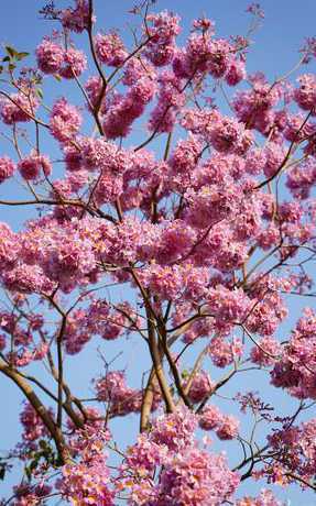 秋冬木本植物花草有那些 四季开花的木本植物花卉有哪些