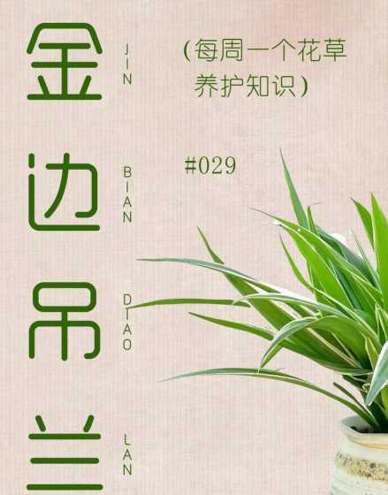 吊兰花蕴含了什么寓意 吊兰花语象征与寓意