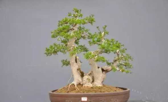 对节白蜡小盆栽怎么养 对节白蜡上盆时间与养护方法