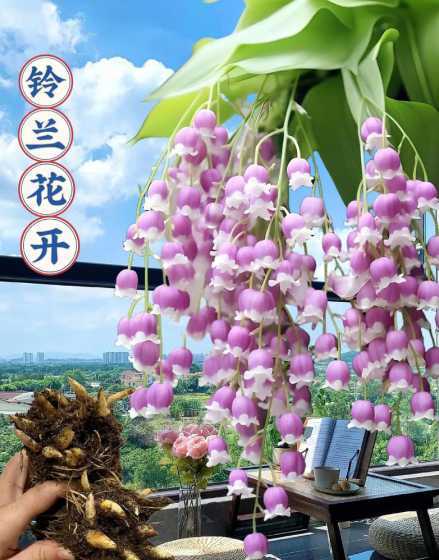 什么花适合细高的盆栽 细高花盆栽什么花好