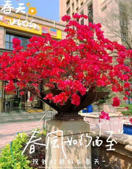 三角梅为什么叫勒杜鹃 簕杜鹃和三角梅有什么区别