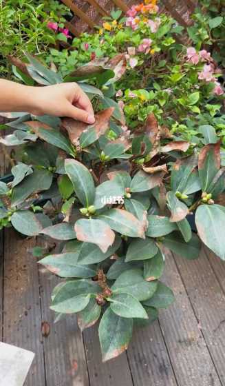 茶花移栽落叶怎么救助 茶花缺水严重落叶怎么补救