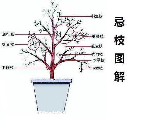 盆景什么时候剪枝整型 盆栽石榴一年剪枝几次什么时候整技好