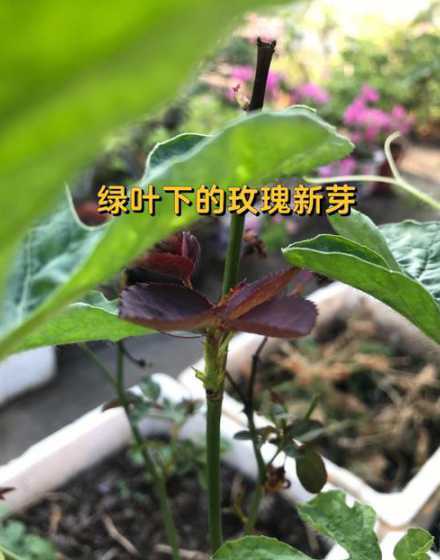 玫瑰树枝什么时候发芽 玫瑰多久发芽 玫瑰发芽需要几天
