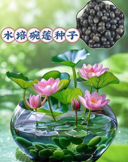 家养观赏荷花怎么种植 家养荷花怎么种(种植荷花的注意事项)