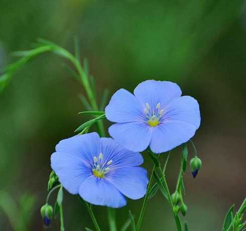 春天开蓝色小花是什么 蓝色的小花是什么花