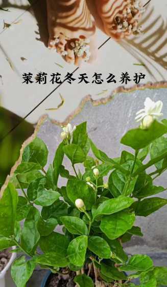 北方冬天茉莉怎么养殖 茉莉花冬天怎么养护,茉莉花在北方户外如何过冬