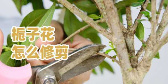 栀子花开完花怎么修剪 栀子花什么时候修剪好