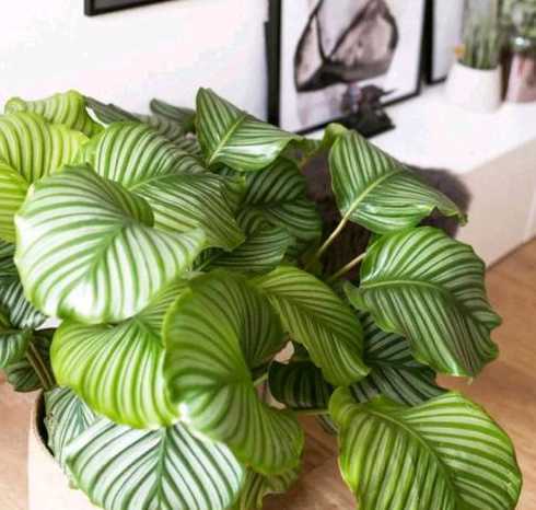 冬天适合养殖什么盆栽 冬天室内养什么绿植物好