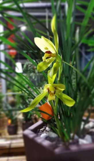 最美的兰花是什么品种 兰花什么品种最好最名贵