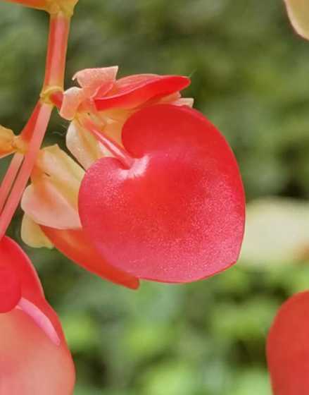 银星海棠为什么掉叶子 银星秋海棠的繁殖方法