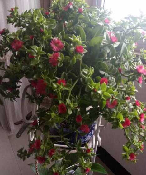 冬天牡丹吊兰怎么修剪 牡丹吊兰冬季如何养护需要修剪吗