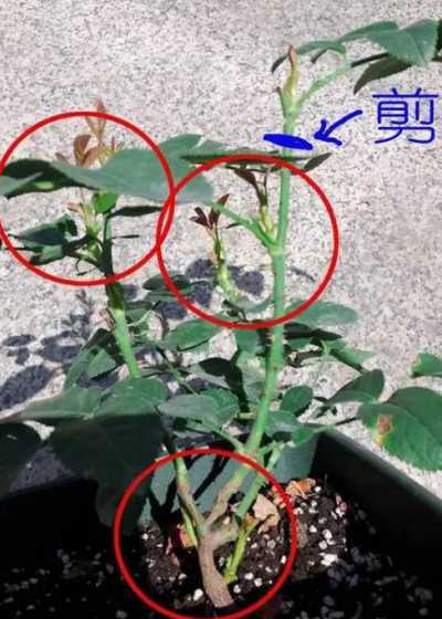 月季冬季为什么要修剪 月季花不冬眠,可冬剪吗为什么