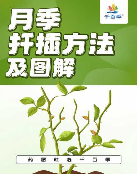月季什么温度适合插扦 什么季节适合扦插月季