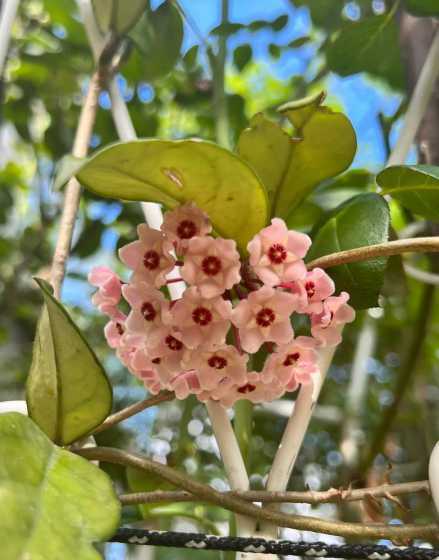 法国球兰什么时候开花 球兰一般几月份开花
