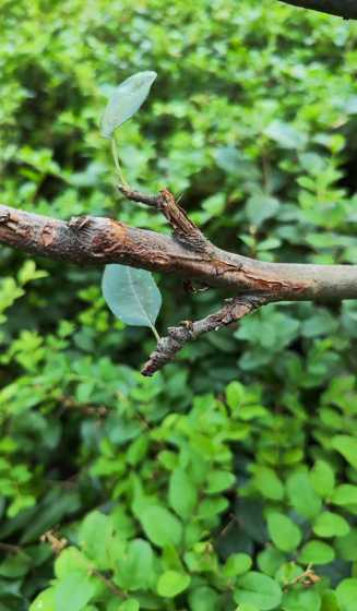 海棠的叶子为什么枯萎 海棠叶子枯萎怎么回事