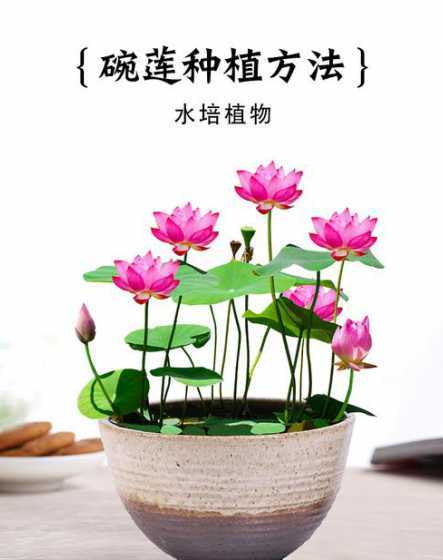 水养的四季花卉有哪些 适合水培的花卉有哪些